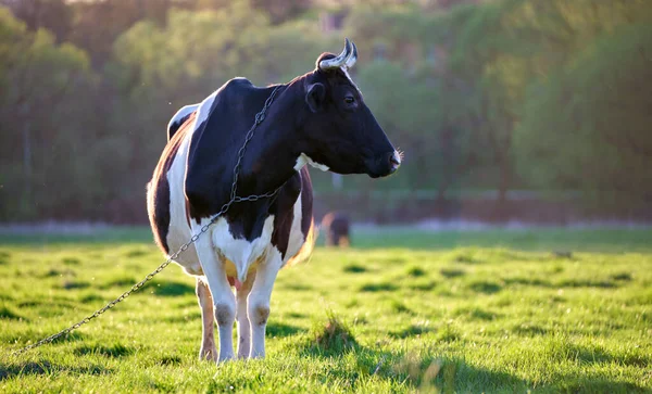 Milk cow grazing on green farm pasture on summer day. Feeding of cattle on farmland grassland — Stock Photo, Image