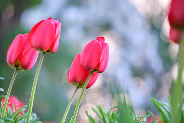 Bright red tulip flowers blooming on outdoor flowerbed on sunny spring day — Stock Photo, Image