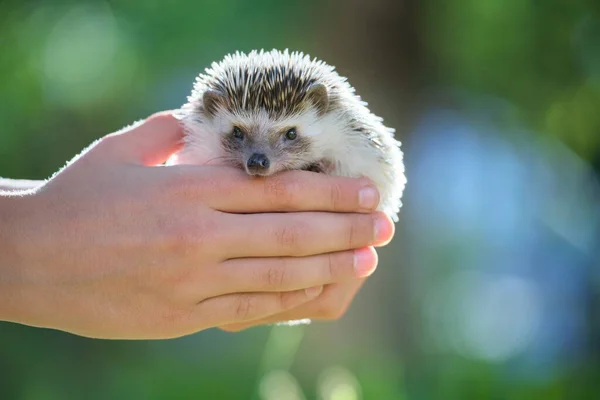 Human hands holding little african hedgehog pet outdoors on summer day. Keeping domestic animals and caring for pets concept — Stock Photo, Image