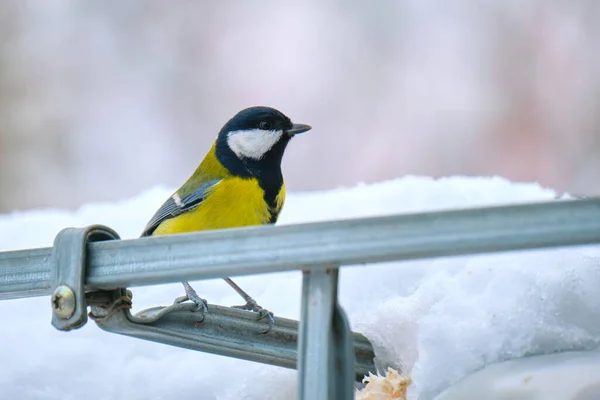 Yellow wild tit bird looking for food on cold winter day — Φωτογραφία Αρχείου