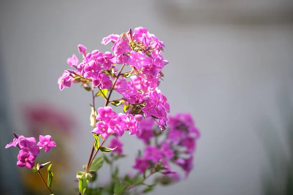 Małe dzikie kwiaty kwitnące na letniej łące w zielonym słonecznym ogrodzie — Zdjęcie stockowe
