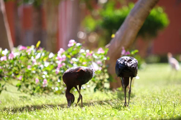 Glossy ibis pasăre sălbatică, de asemenea, cunoscut sub numele de Plegadis falcinellus de mers pe jos pe gazon verde în timpul verii — Fotografie, imagine de stoc