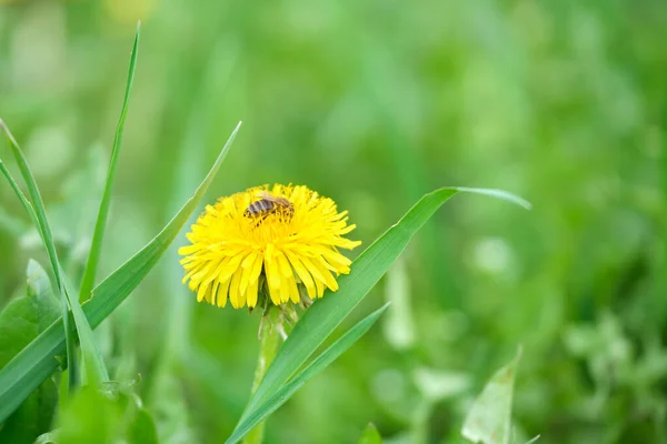 Miele ape raccolta nettare su fiori di tarassaco giallo fioritura sul prato estivo nel verde giardino soleggiato — Foto Stock