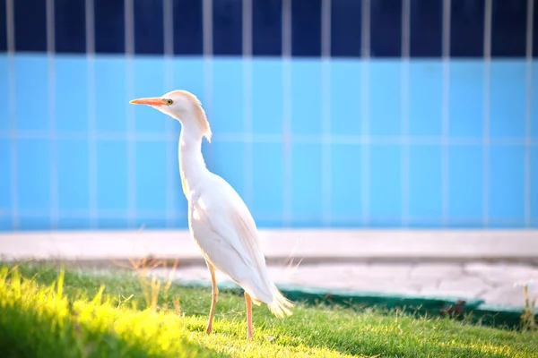 Dziki ptak, znany również jako Bubulcus ibis spacerujący latem po zielonym trawniku — Zdjęcie stockowe