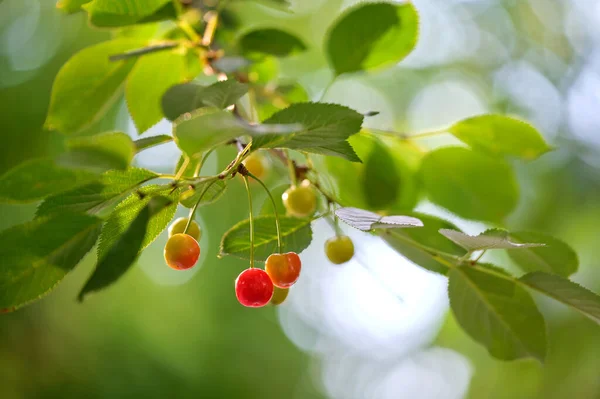 Piros cseresznye bogyók termesztése gyümölcsfa ágon a nyári kertben — Stock Fotó