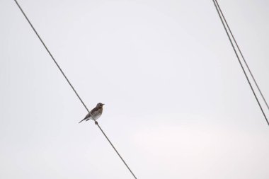Küçük vahşi bir kuş elektrik hattında tek başına tünedi.