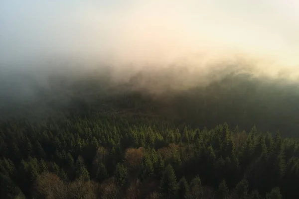 Vista aérea de la noche brumosa sobre árboles de pinos oscuros al atardecer brillante. Amazingl paisaje de bosque montañoso salvaje al atardecer —  Fotos de Stock