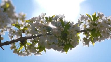 Baharın başında çiçek açan kiraz ağacının dalları