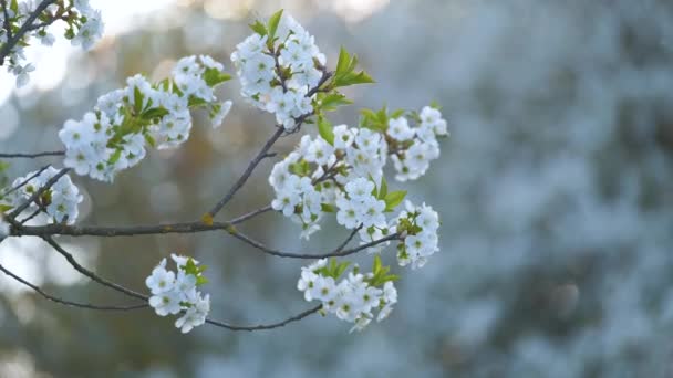 Brindilles de cerisier à fleurs blanches en fleurs au début du printemps — Video