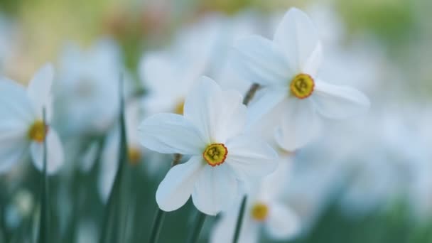 Vita späda narcissus blommor blommar i vår solig trädgård — Stockvideo