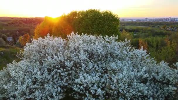 Luchtfoto van bloeiende tuin met witte bloeiende bomen in het vroege voorjaar bij zonsondergang — Stockvideo