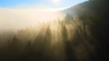 Parlak günbatımında karanlık çam ağaçları üzerinde sisli bir akşamın havadan görüntüsü. Şafakta vahşi dağ ormanlarının inanılmaz manzarası