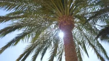 Güzel yeşil hindistan cevizi palmiyeleri mavi gökyüzüne karşı tropikal sahilde rüzgarda sallanıyor. Yaz tatili kavramı