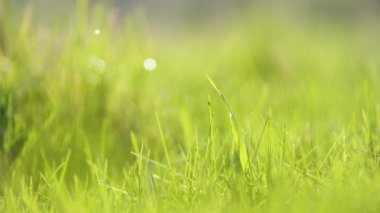 Yazın çimlerin üzerinde büyüyen uzun bıçaklı yeşil çimenlerin yakınına.