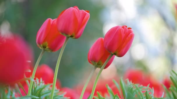 Fiori di tulipano rosso brillante che sbocciano su aiuola all'aperto nella soleggiata giornata primaverile — Video Stock