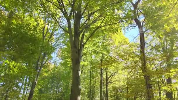 Luminată puternic cu grinzi de lumină solară pădure verde cu copaci luxurianți la răsăritul toamnei. Uimitor pădure sălbatică în ziua însorită. Conceptul de protecție a mediului și naturii — Videoclip de stoc