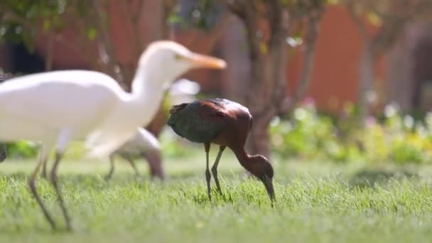 Glanzende ibis wilde vogel, ook bekend als Plegadis falcinellus wandelen op groen gazon in de zomer — Stockvideo