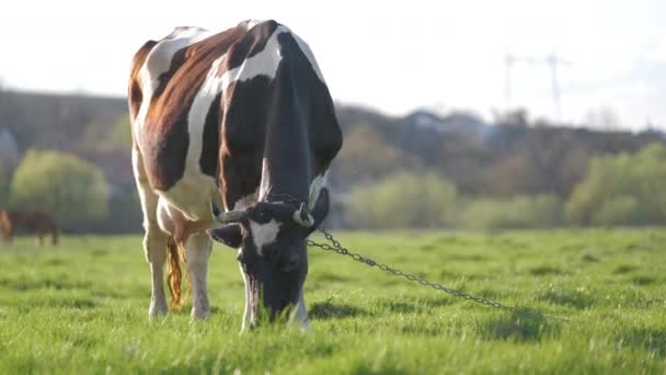 Melkkoe grazen op groene boerderij weide op zomerdag. Veevoederen van runderen op grasland — Stockvideo