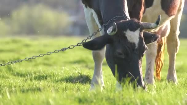 Pâturage des vaches laitières dans les pâturages verts de la ferme le jour d'été. Alimentation des bovins sur les prairies agricoles — Video