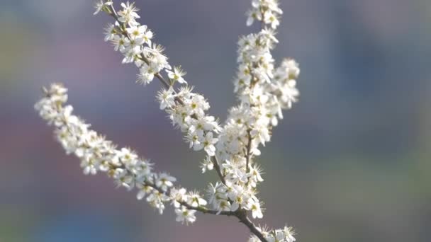Oksia kirsikkapuu valkoinen kukkivat kukat aikaisin keväällä — kuvapankkivideo
