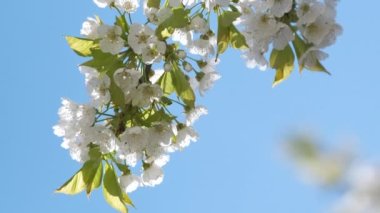 Baharın başında çiçek açan kiraz ağacının dalları