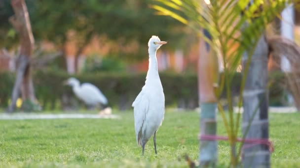 Pájaro salvaje garceta blanca, también conocido como Bubulcus ibis, caminando sobre césped verde en el patio del hotel en verano — Vídeos de Stock
