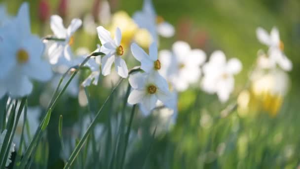 Baharın güneşli bahçesinde açan narsis çiçekleri. — Stok video