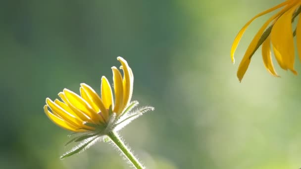 Amarelo flores de camomila iluminadas pelo sol florescendo no canteiro de flores de verão no jardim ensolarado verde — Vídeo de Stock
