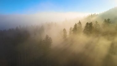 Parlak günbatımında karanlık çam ağaçları üzerinde sisli bir akşamın havadan görüntüsü. Şafakta vahşi dağ ormanlarının inanılmaz manzarası