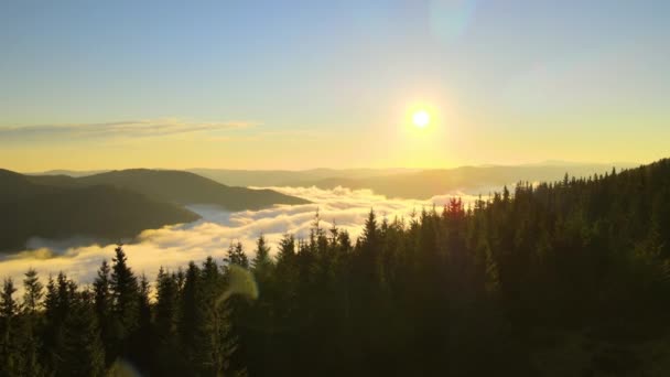 明るい夕日で濃い松林の上に霧の夜の空中ビュー。夕暮れ時の野生の山の森の素晴らしい景色 — ストック動画
