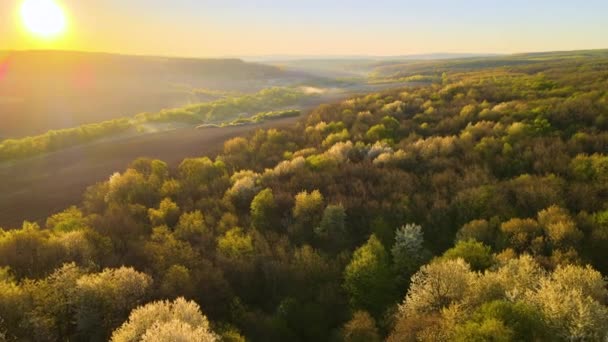Вид з повітря на ліс зі свіжими зеленими деревами на початку весни на заході сонця — стокове відео