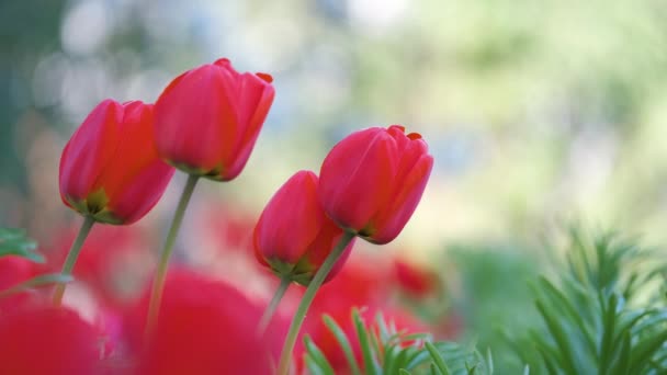 晴れた春の日に屋外の花壇に咲く鮮やかな赤いチューリップの花 — ストック動画