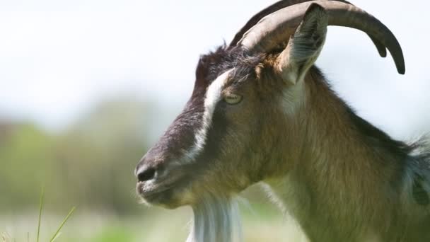 Cabra lechera doméstica con barba larga y cuernos pastando en pastizales verdes en el día de verano. Alimentación de ganado en pastizales de tierras agrícolas — Vídeos de Stock