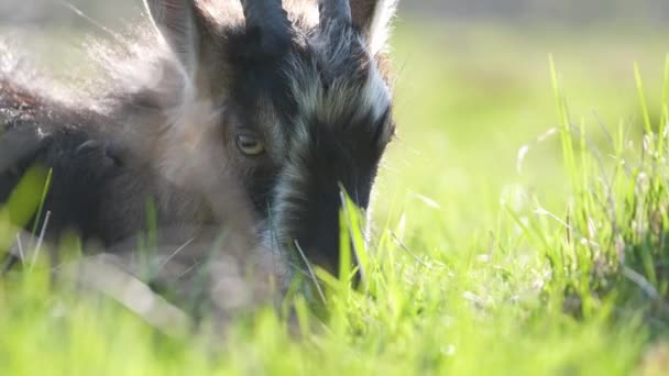 Chèvre laitière domestique à longue barbe et cornes reposant sur l'herbe verte des pâturages le jour de l'été. Alimentation des bovins dans les prairies agricoles — Video