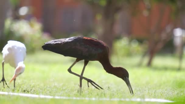 夏に緑の芝生の上を歩くPlegadis falcinellusとしても知られる光沢のあるイビス野鳥 — ストック動画