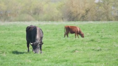 Süt inekleri yaz günü yeşil çiftlik otlaklarında otluyor. Çiftlik arazilerinde sığır beslemek