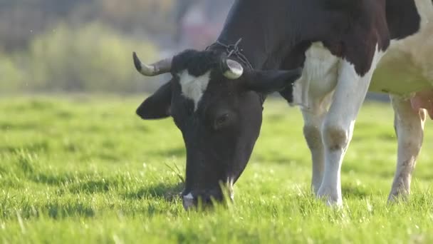Vaca lechera pastando en pastos verdes en el día de verano. Alimentación de ganado en pastizales de tierras agrícolas — Vídeos de Stock