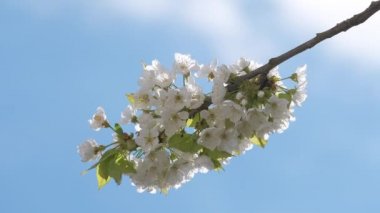 Baharın başında çiçek açan kiraz ağacının dalları