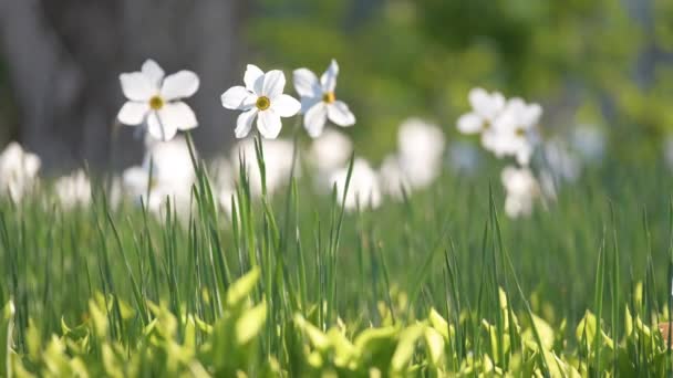 Vita späda narcissus blommor blommar i vår solig trädgård — Stockvideo