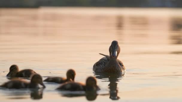 Дикая утка семейство птиц-матерей и ее птенцы плавают по озерной воде на ярком закате. Концепция наблюдения за птицами — стоковое видео