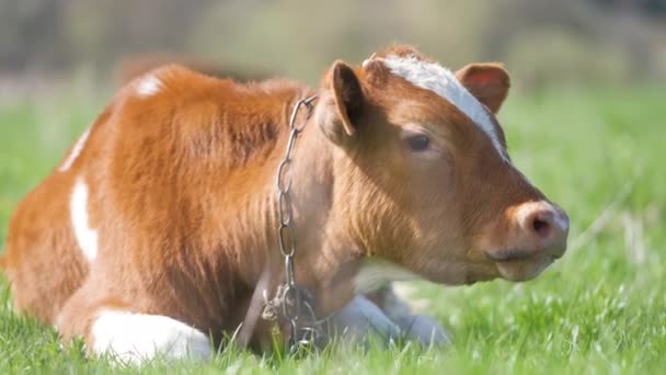 夏の日に緑の牧草地の草の上で休んでいる若い子牛。草地での牛の餌やり — ストック動画