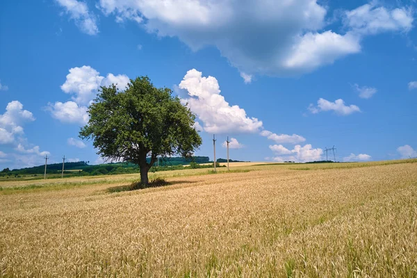 Parlak yaz gününde ekili sarı tarım tarlaları ile olgunlaşan ekinler arasında büyüyen yeşil bir ağacın hava manzarası. — Stok fotoğraf