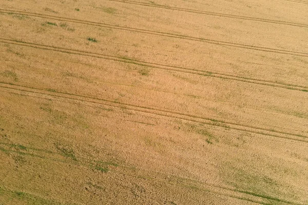 Воздушный пейзаж желтого сельскохозяйственного поля с спелой пшеницей в яркий летний день — стоковое фото