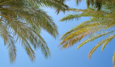 Mavi gökyüzüne karşı tropik sahilde güzel yeşil hindistan cevizi palmiyeleri. Yaz tatili kavramı