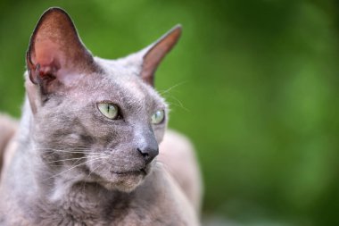 Büyük gri kızgın Sfenks yazın açık havada dinlenen başıboş bir kedi doğuruyor.