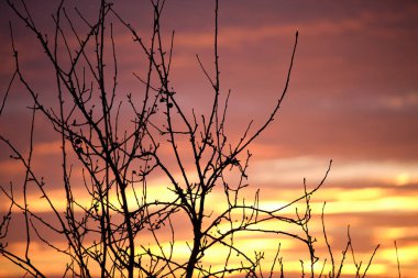 Küçük ağaçlardan ve çalılardan oluşan siyah yapraklar parlak renkli günbatımına karşı güneş ışığıyla aydınlanan canlı bulutlarla aydınlandı.