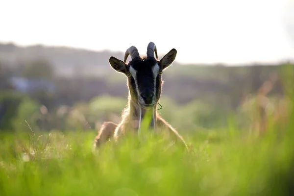 Cabra lechera doméstica con barba larga y cuernos que descansan sobre hierba de pasto verde en el día de verano. Alimentación de ganado en pastizales agrícolas — Foto de Stock