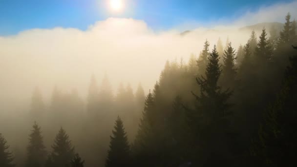 Vista aérea de paisajes increíbles con niebla oscura bosque de pinos de montaña al amanecer de otoño. Hermoso bosque salvaje con rayos brillantes de luz al amanecer — Vídeos de Stock