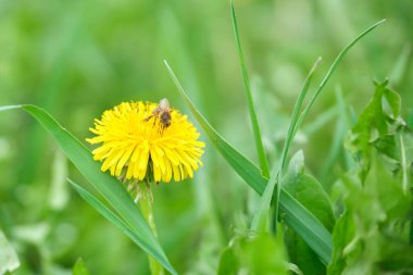Bal arısı sarı karahindiba çiçekleri üzerinde nektar topluyor yeşil güneşli bahçede yaz çayırlarında çiçek açıyor