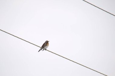 Küçük vahşi bir kuş elektrik hattında tek başına tünedi.